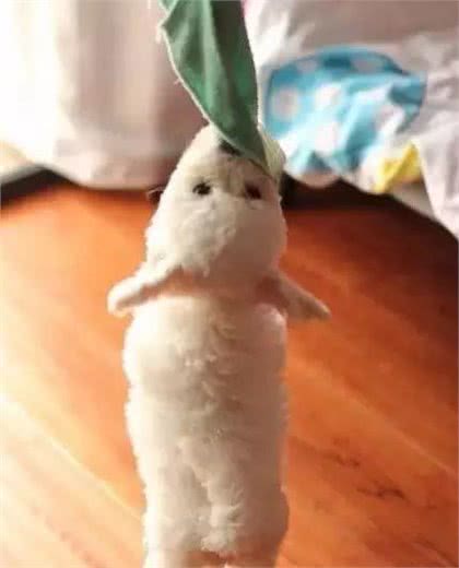 你家宠物很爱捣蛋到底是为了什么?