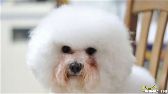 狗狗泪痕怎么办?轻松几招能管理