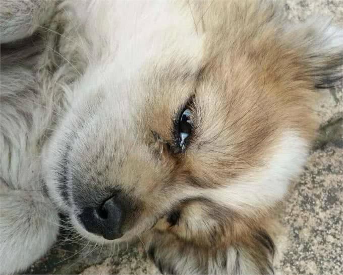 狗狗泪痕怎么办?轻松几招能管理