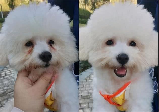 狗狗泪痕怎么办?轻松几招能管理