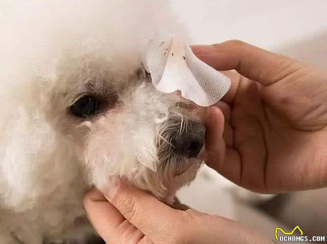 狗狗泪痕怎么办?轻松几招能管理