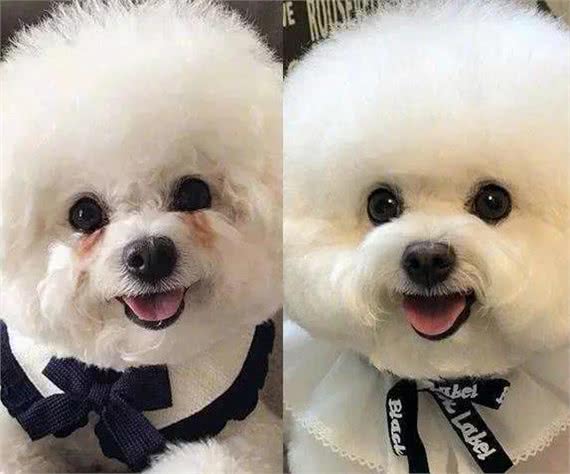 狗狗泪痕怎么办?轻松几招能管理