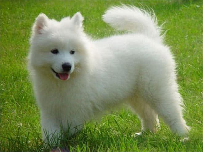 世界上唯一一种会笑的狗，与主人如影随形