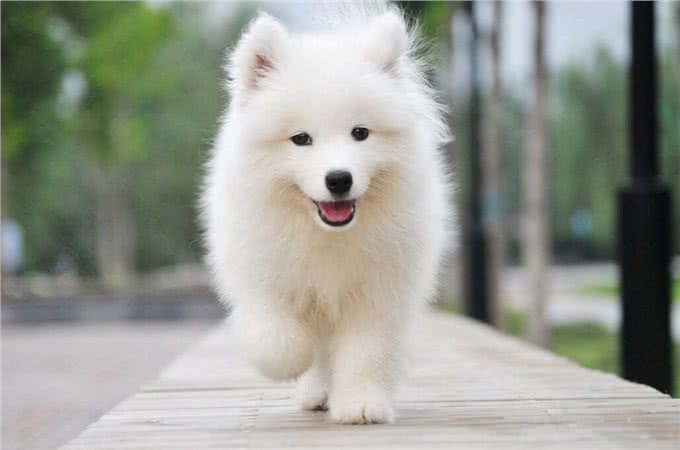 世界上唯一一种会笑的狗，与主人如影随形