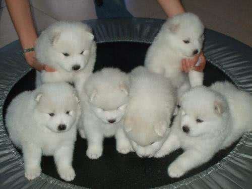 世界上唯一一种会笑的狗，与主人如影随形