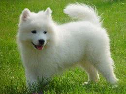 世界上唯一一种会笑的狗，与主人如影随形