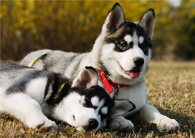 如果你家哈士奇经常呜呜叫，要注意了