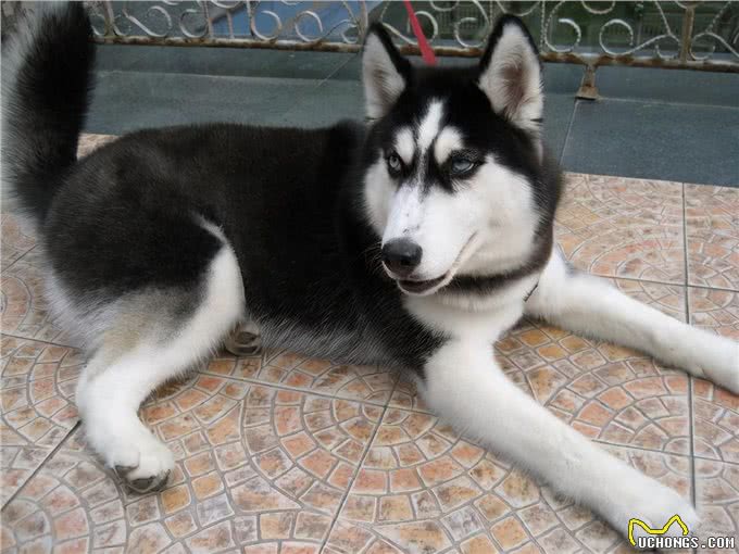 如果你家哈士奇经常呜呜叫，要注意了