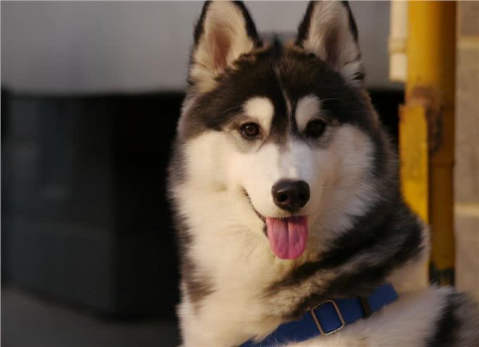 如果你家哈士奇经常呜呜叫，要注意了