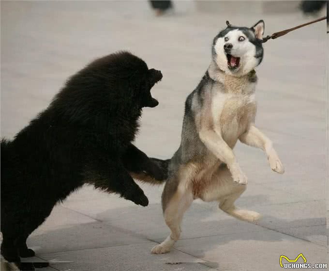 如果你家哈士奇经常呜呜叫，要注意了