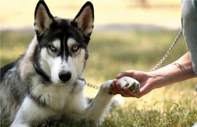 如果你家哈士奇经常呜呜叫，要注意了