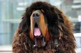 中国的藏獒能打赢日本的土佐犬吗?