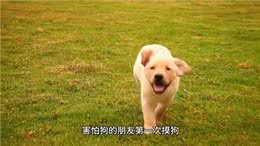 怕狗的朋友第一次摸狗是什么感受?