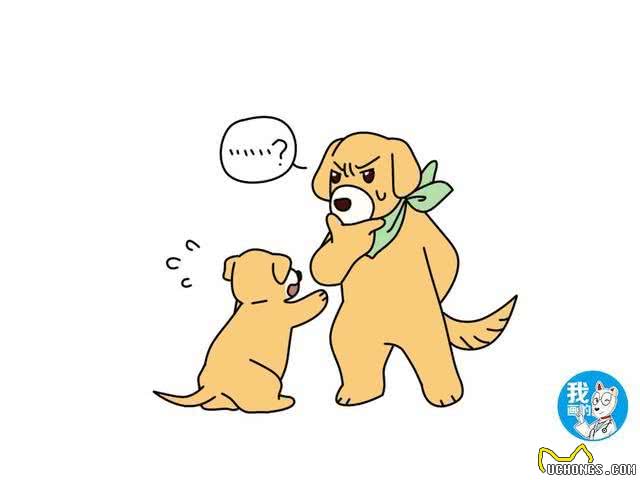 怎样给狗狗起一个好名字呢?不用请大师，这三个方向就不错