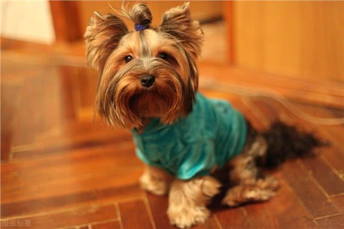 为什么狗狗笼子训练很重要?