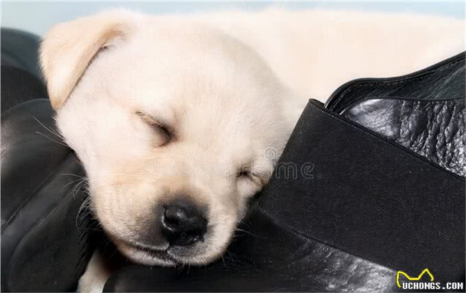 狗为什么总喜欢咬我的鞋?因为它把你当宠物了