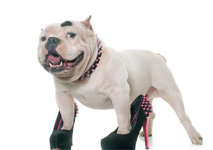 狗为什么总喜欢咬我的鞋?因为它把你当宠物了