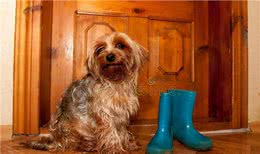 狗为什么总喜欢咬我的鞋?因为它把你当宠物了