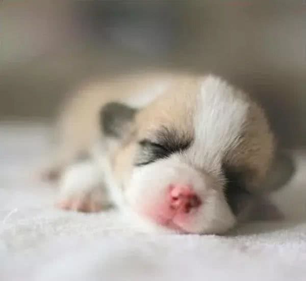 幼犬养护小技巧