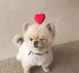 幼犬养护小技巧