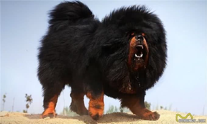 藏獒,20只藏獒秒杀1只东北虎?谁才是王者?