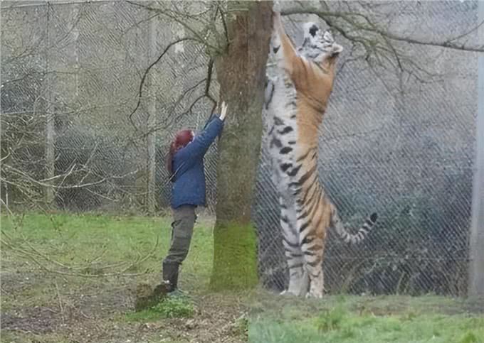 藏獒,20只藏獒秒杀1只东北虎?谁才是王者?