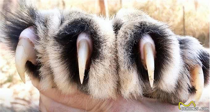 藏獒,20只藏獒秒杀1只东北虎?谁才是王者?