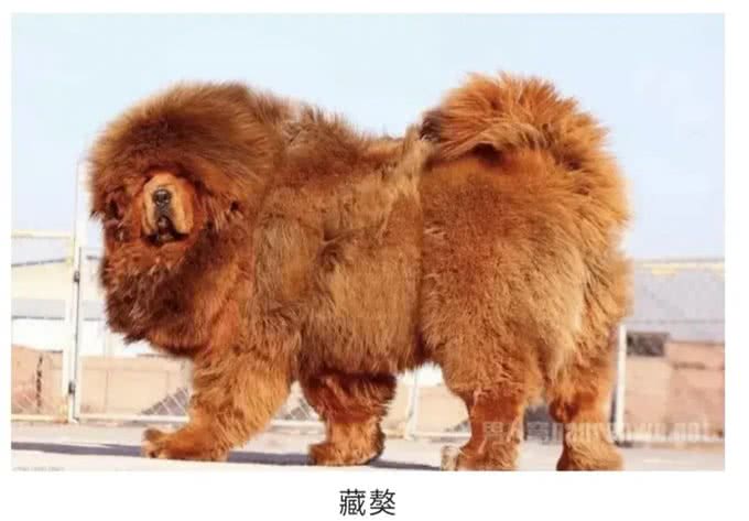 养宠物狗,你知道养公狗和养母狗有多大区别吗?