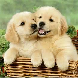 养宠物狗，你知道养公狗和养母狗有多大区别吗?