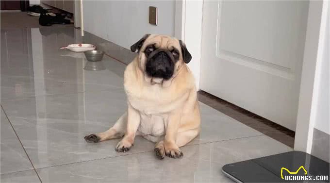 智商高的狗狗,才会有这几种表现,是骗不了人的!