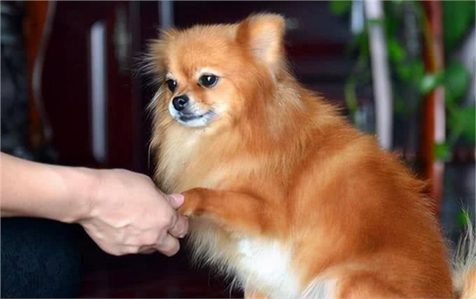 智商高的狗狗,才会有这几种表现,是骗不了人的!