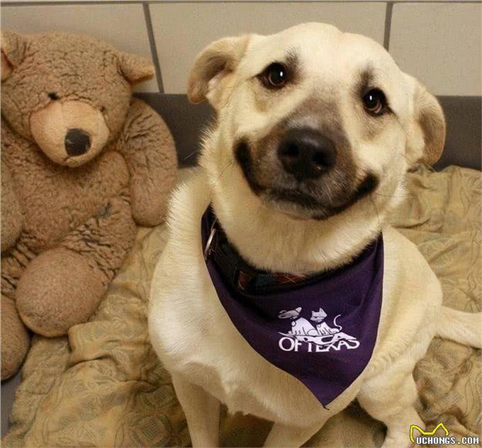 智商高的狗狗,才会有这几种表现,是骗不了人的!