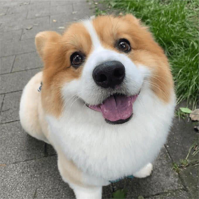 智商高的狗狗,才会有这几种表现,是骗不了人的!