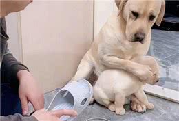 智商高的狗狗，才会有这几种表现，是骗不了人的!