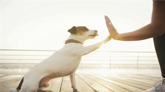 如何让小狗配合训练