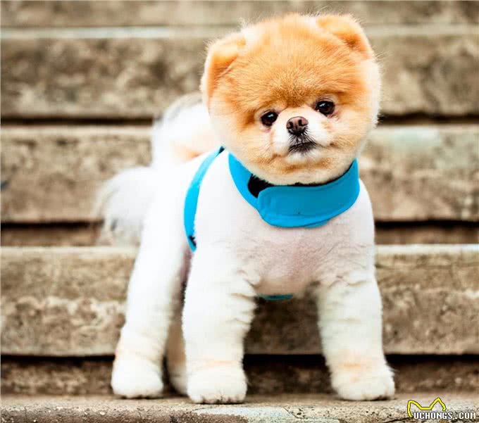 如何让小狗配合训练