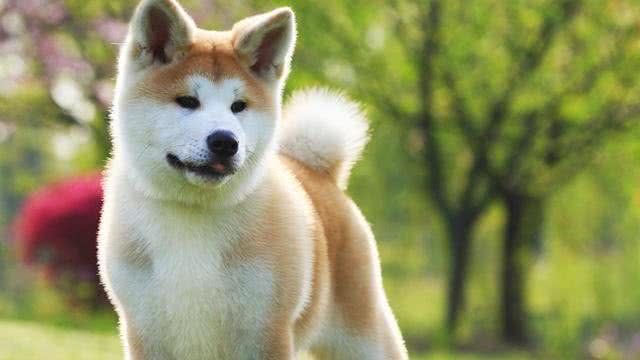 狗狗饲养100问之3:狗狗是如何分类的?
