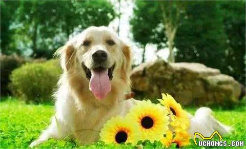 狗狗缺乏维生素的7大症状，如果狗狗有出现，就请及时补充!