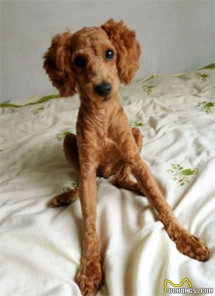 狗狗缺乏维生素的7大症状，如果狗狗有出现，就请及时补充!