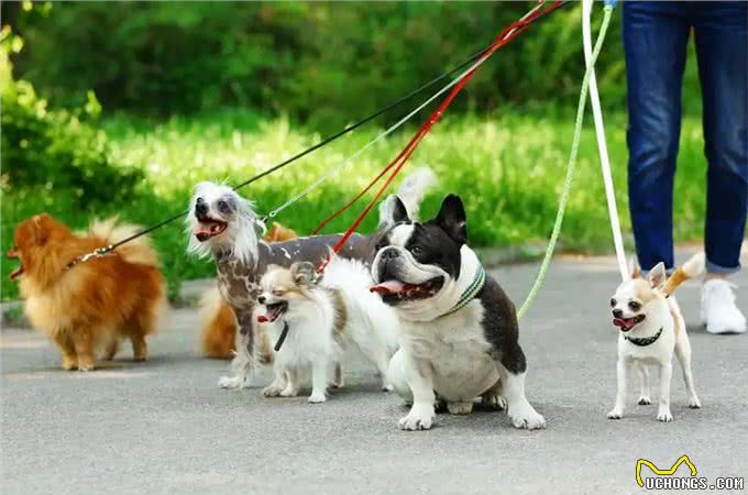 养狗7大禁忌,劝你别犯