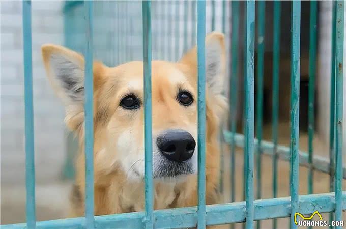 养狗7大禁忌,劝你别犯