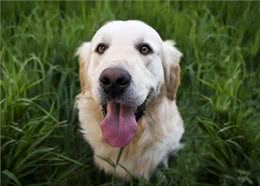 养狗7大禁忌，劝你别犯