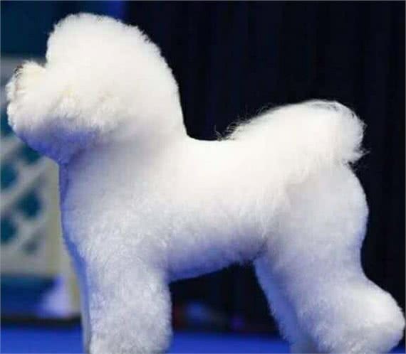 宠物美容小课堂第八堂之比熊犬的犬种标准