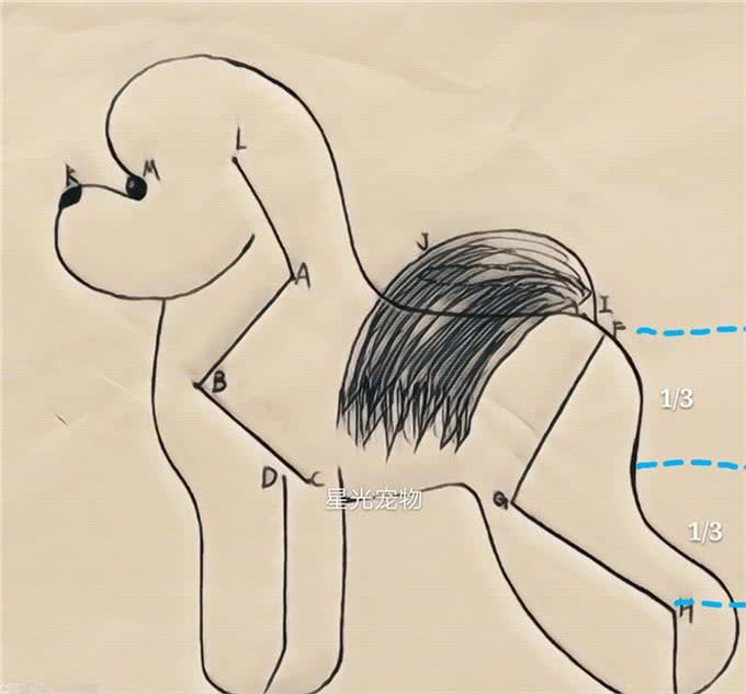 宠物美容小课堂第八堂之比熊犬的犬种标准