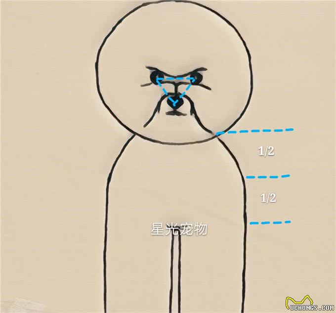 宠物美容小课堂第八堂之比熊犬的犬种标准