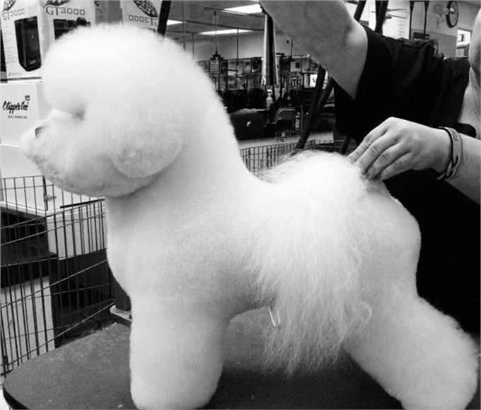 宠物美容小课堂第八堂之比熊犬的犬种标准