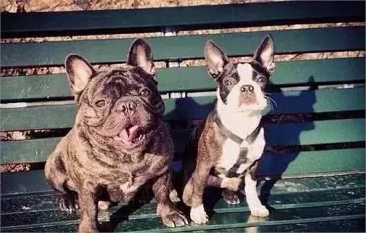 法国斗牛犬与波士顿梗，傻傻分不清楚!
