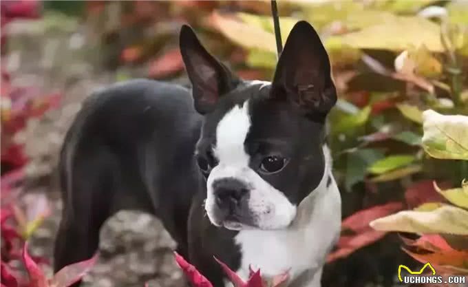 法国斗牛犬与波士顿梗，傻傻分不清楚!