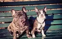 法国斗牛犬与波士顿梗，傻傻分不清楚!