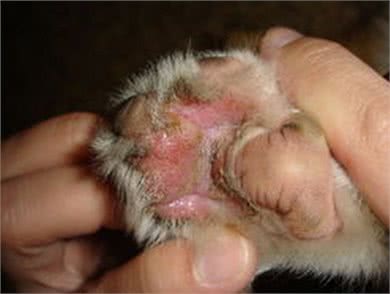 狗狗的脚掌出现了红肿、脱皮的情况，这到底是因为什么?